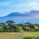 Amboseli Park Feature Image