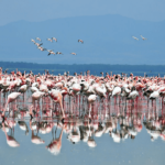 Lake Nakuru Feature Img