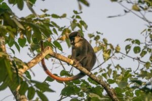 kibale park feature image